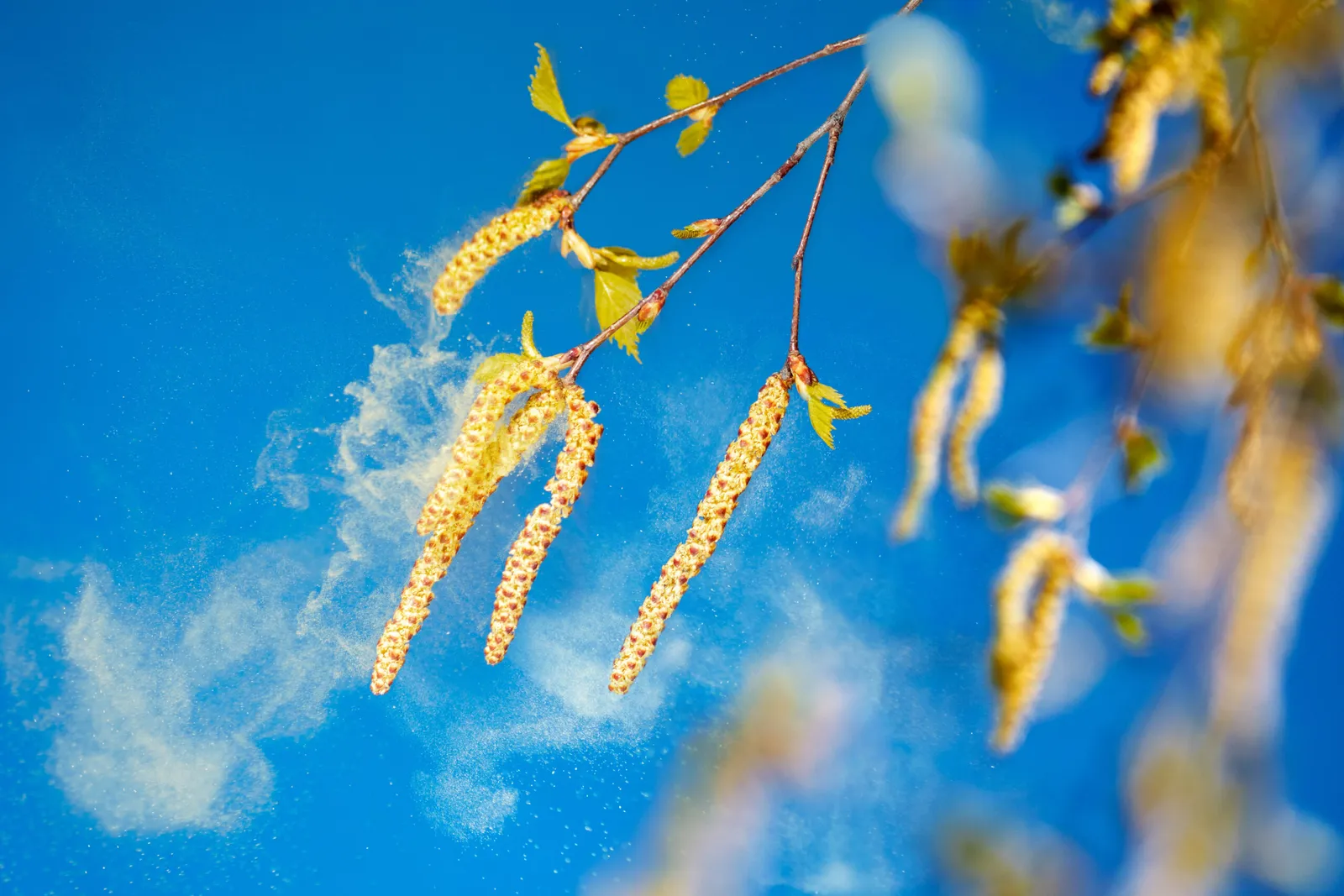 Birkenpollen in der Luft