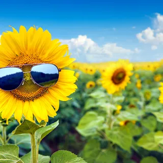 Eine Sommenblume in einem Sonnenbllumenfeld trägt Sonnenbrille
