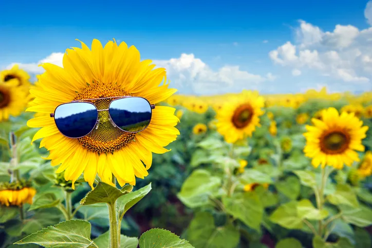 Eine Sommenblume in einem Sonnenbllumenfeld trägt Sonnenbrille