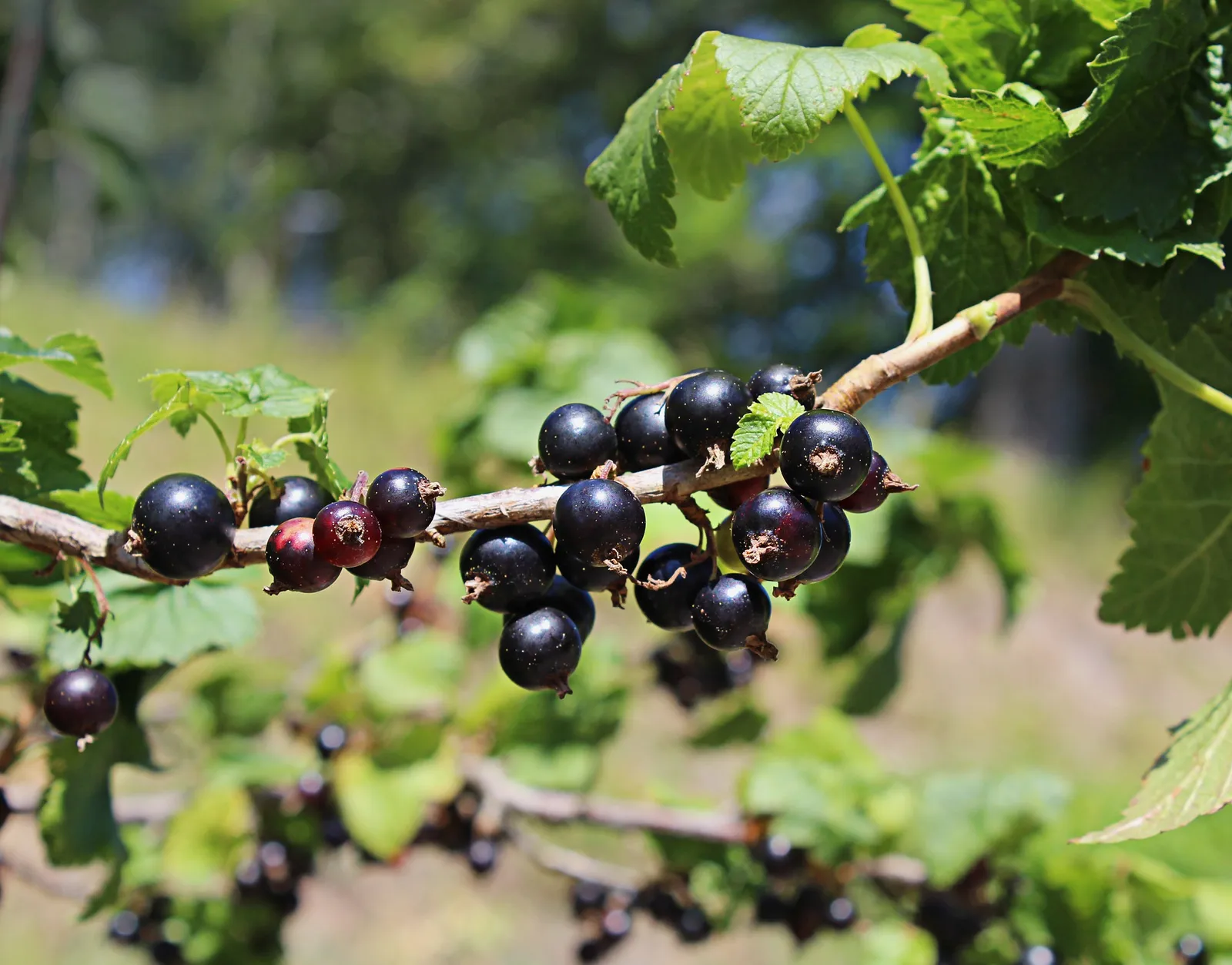 Schwarze Johannisbeeren am Strauch